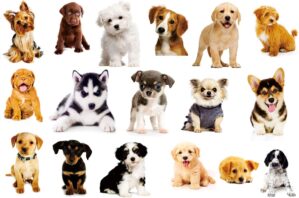 17PCS Dogs Wall Sticker 3D Pet Stickers for Kids Wall Decals Living Room Baby Rooms Bedroom Toilet House Wall DIY Decoration… (Blown-17dogs)