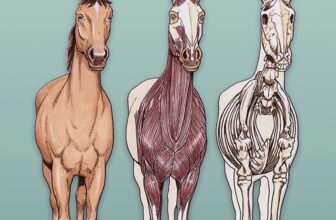 Horse Anatomy Coloring Book: Hands-On STEM Learning for Kids (AND Adults!) Who Love Science and Horses (Dover Science For Kids Coloring Books)