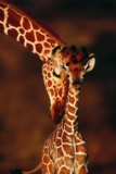 Giraffe with Calf Photo Baby Giraffe Wall Pictures Standing Safari Pictures Cute Prints for Cool Wall Art Print Poster 24×36