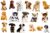17PCS Dogs Wall Sticker 3D Pet Stickers for Kids Wall Decals Living Room Baby Rooms Bedroom Toilet House Wall DIY Decoration… (Blown-17dogs)
