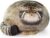 Cat Plush Body Pillow 45cm/18inch, Pallas Cat Stuffed Animal, Steppe Cat Cute Plushies for Girls, Soft Plush Pillow, Kitten Plush Throw Pillow Doll Big Plush Toy Decoration Doll Gift for Kids Boys